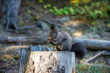 Close-Up Side View Of A Squirrel with peanut, Portrait of eating Eurasian squirrel, Scirius carolinensis