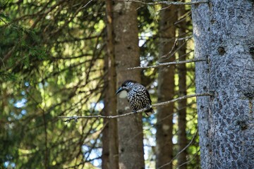 Tannenhauser bird waiting for food next to squirrel in the forest at Davos