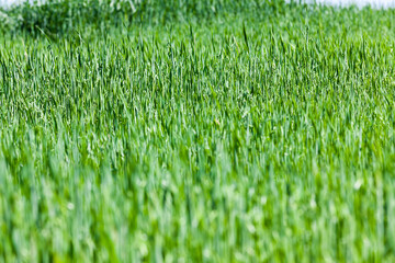 an agricultural field on which cereal plants are grown