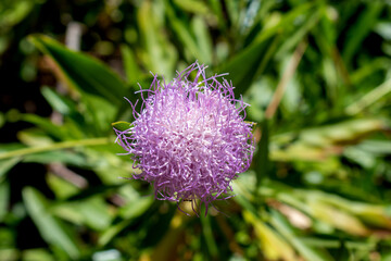 thistle flower