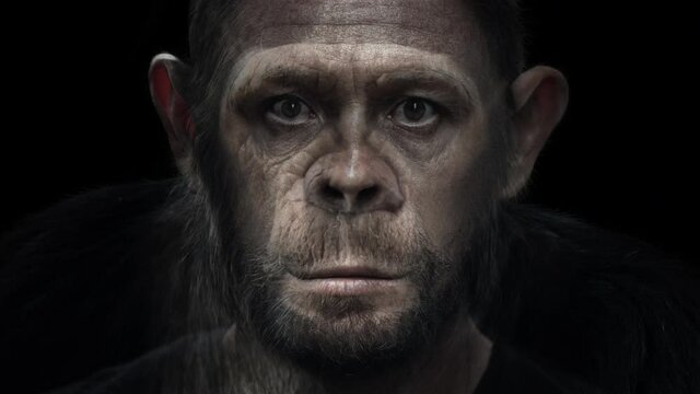 Portrait morph. Man turns into monkey. Adult caucasian man (Homo sapiens) slowly morphs into chimpanzee (Pan troglodytes)