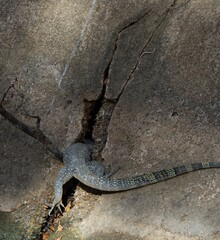 asian water lizard on the stone