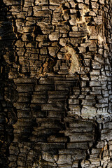 The trunk of a large tree with the cracked bark is naturally beautiful, the sunlight creates a beautiful dimension and color, a close-up of the cracked tree to use as a background image.