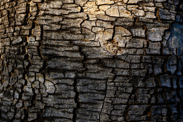 The trunk of a large tree with the cracked bark is naturally beautiful, the sunlight creates a beautiful dimension and color, a close-up of the cracked tree to use as a background image.