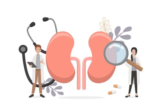 Human organs of kidneys with doctor or nurse or medical staff for health check, vector comic cartoon