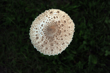 Horizontal shot of big white and grey, brown mushroom. Dark green grass background and copy space  in all sides.  High angle, top view. © RandiGrace