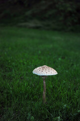 Vertical shot of big white and grey, brown mushroom. Dark green grass background and copy space in the  upper part of photo.