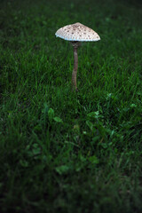 Vertical shot of big white and grey, brown mushroom. Dark green grass background and copy space in the lower part of photo.