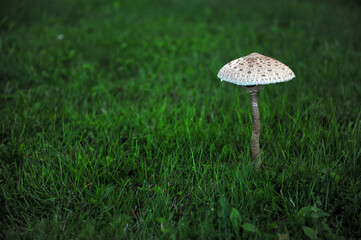 Horizontal shot of big white and grey, brown mushroom. Dark green grass background and copy space to the left.
