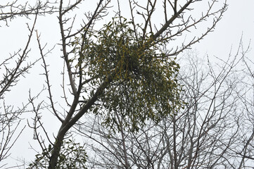 Tree with Mistletoe