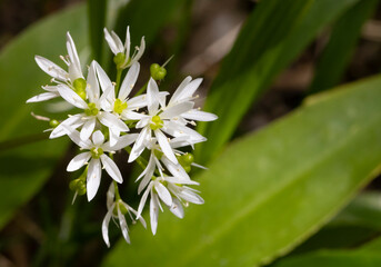 bear garlic closeup in spring meadow Allium ursinum
