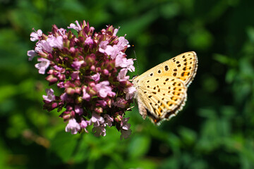 Butterfly on a flower blossom in the garden at spring time.