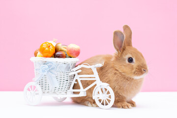 A baby bunny rabbit looking around, on white and pink background. Lovely bunny rabbit. postcard