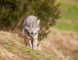 Naklejka na ściany i meble A European Grey Wolf. Taken in Scotland, UK