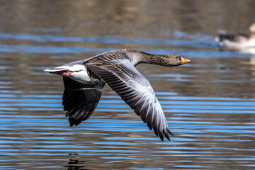 The flying greylag goose, Anser anser is a species of large goose