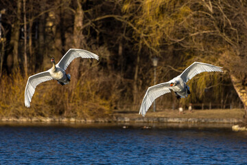 Mute swan, Cygnus olor flying over a lake in the English Garden in Munich, Germany