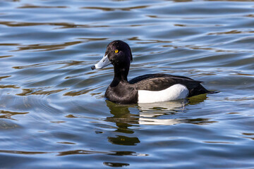 Mute swan, Cygnus olor swimming on a lake in Munich, Germany