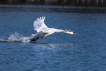 Mute swan, Cygnus olor flying over a lake in the English Garden in Munich, Germany