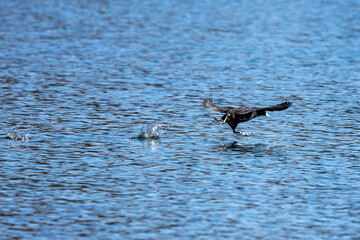 The Eurasian coot, Fulica atra swimming on the Kleinhesseloher Lake at Munich, Germany