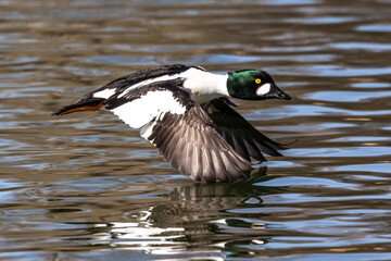 Wild duck or mallard, Anas platyrhynchos flying over a lake in Munich, Germany