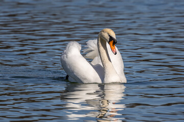 Mute swan, Cygnus olor swimming on a lake in Munich, Germany
