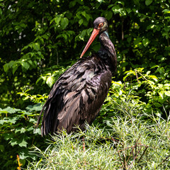 Black stork, Ciconia nigra in a german nature park