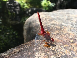 とんぼ　Libelle 赤とんぼ