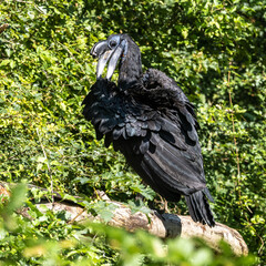Abyssinian northern Ground Hornbill, Bucorvus abyssinicus strange bird