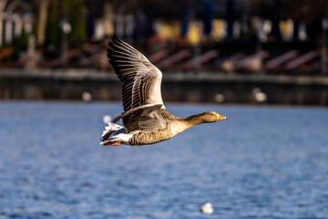 The flying greylag goose, Anser anser is a species of large goose