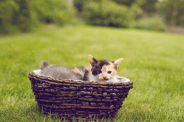 Fototapeta na wymiar cats, cat in a basket, kittens