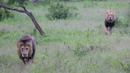 a coalition of 2 male lions