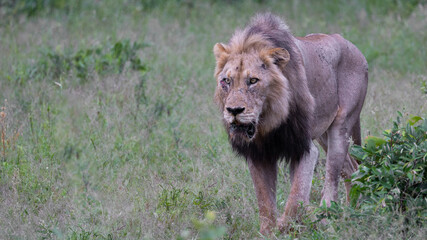 Mature black mane lion on the move
