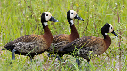 white-faced whistling ducks in the wild