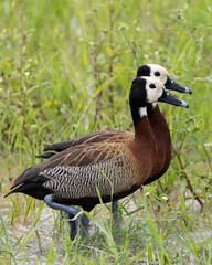 white-faced whistling ducks in the wild