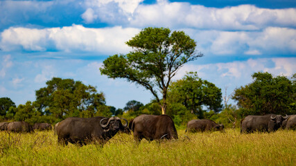 Fototapeta premium Cape buffalo in the wild