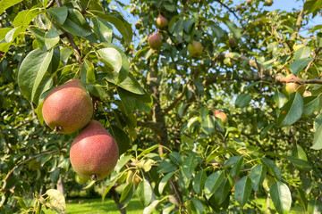 Ripe juicy pears on the tree in the fruit garden. Organic homegrown product, organic farming and agriculture concept
