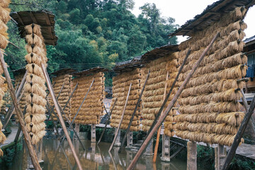 Close-up of drying rice on the river