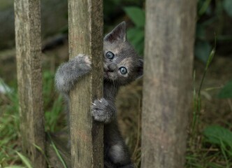 Cat, country life, tree, kitten, climbing
