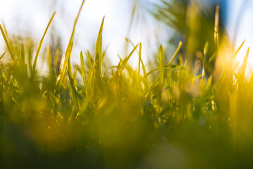 Grass background. Fresh green grasses at sunset background photo.