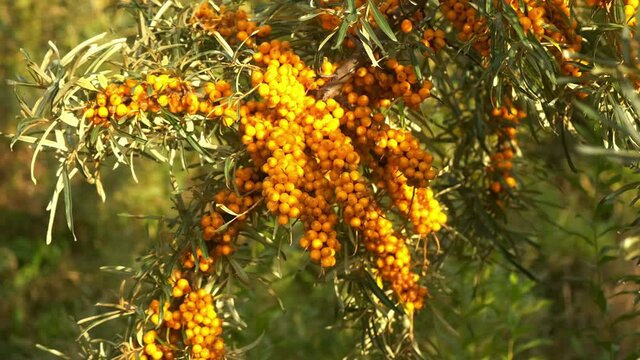 Many orange sea-buckthorn berries on bush. Autumn organic farm harvest. Common sea buckthorn Hippophae rhamnoides. Healthy food rich in vitamin C.