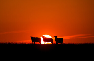sheep enjoying sunset