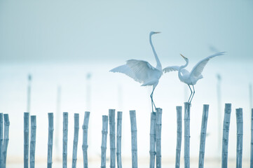 Two great egret perching on the stumps.