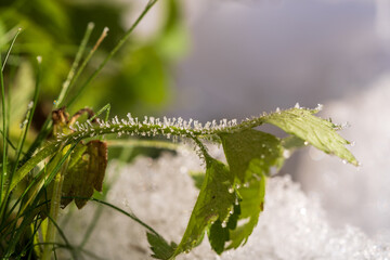 hoar frost on plants at a very cold winter day