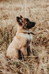 Chiot Berger Belge Tervuren