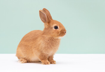 Red bunny rabbit portrait on background