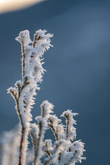 hoar frost on plants at a very cold winter day