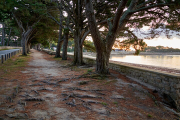 Tree avenue in front of a wall with beach. Sunrise on french beach. Reflections on the water. France, Brittany, Saint-Philibert.