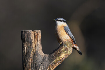 Close up portrait of a nuthatch, Sitta europaea, as it is perched in the sunshine on an old tree stump - Powered by Adobe