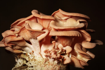 Pink Oyster Mushrooms close-up