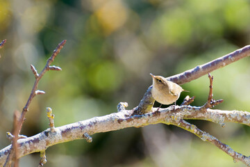 Un ave, el mosquitero común 